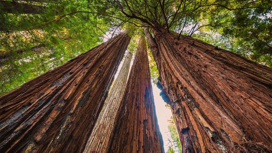 Northern California Coast Redwoods