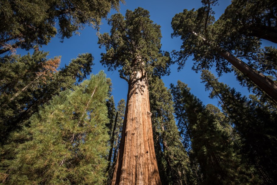 Секвойи (Sequoia sempervirens)
