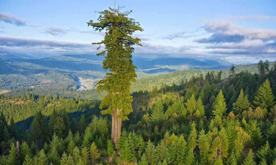 Самая высокая Секвойя в мире