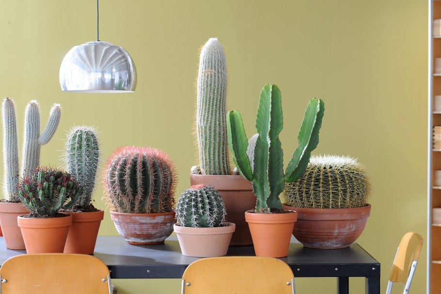 Большие кактусы комнатные