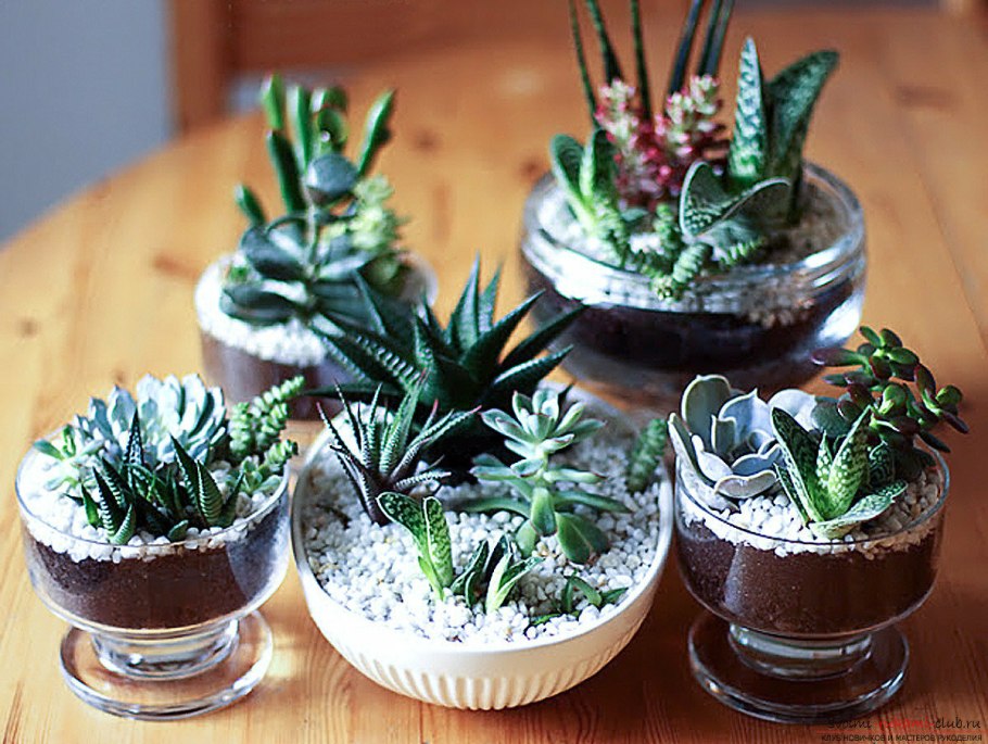 Кактус хавортия мини