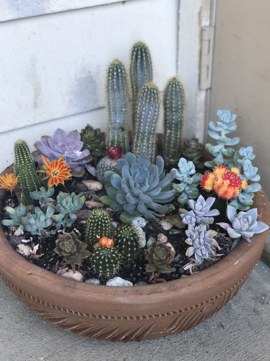 Суккуленты кактусы сад