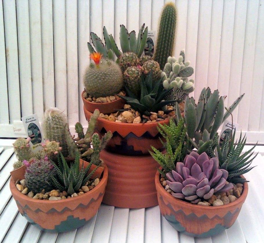 Кактусные композиции в горшке