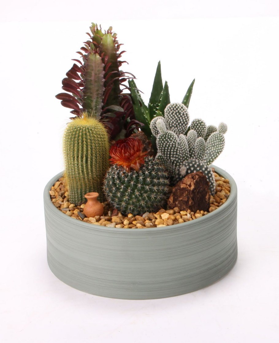 Кактус мини Жардин