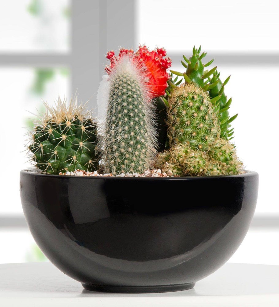 Кактус в горшке