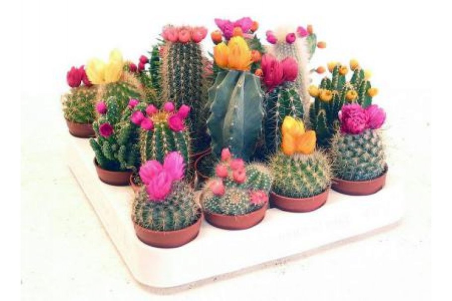 Кактус микс с сухоцветом