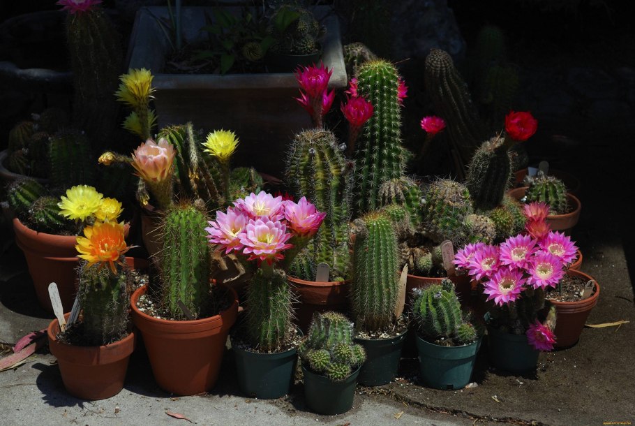 Горшечные цветы кактусовое