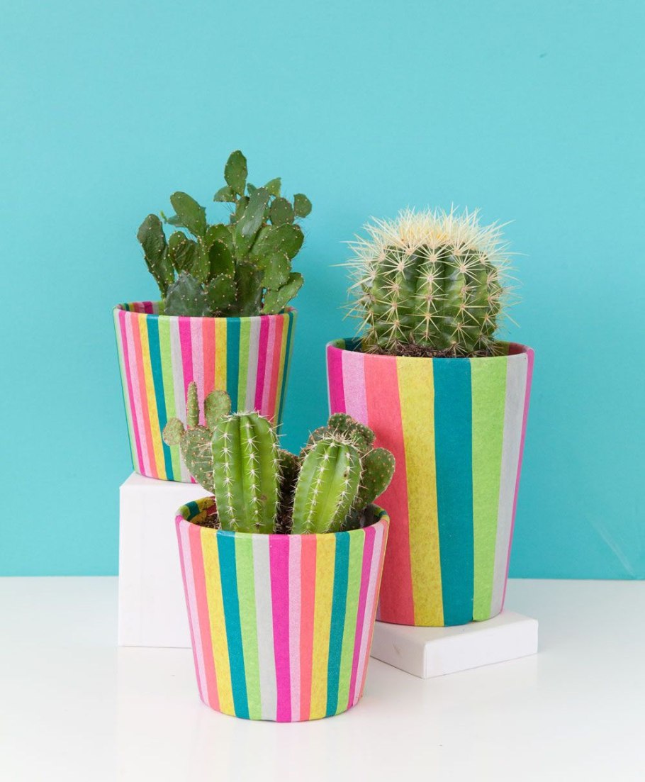 Кактус в горшочке