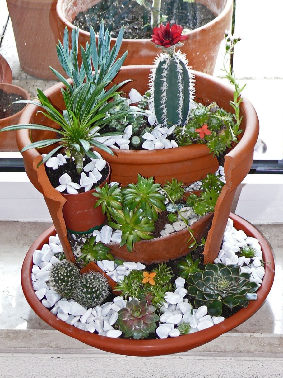 Мини сад в горшке кактусы и Суккуленты