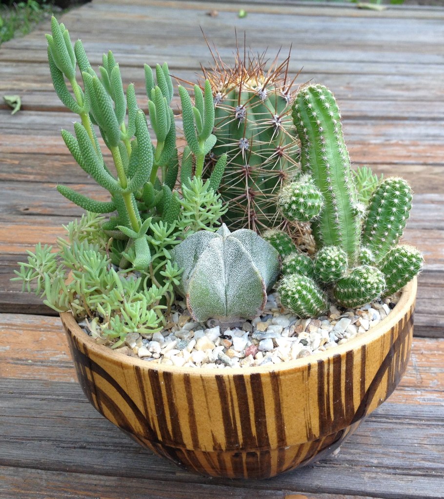 Цереус Кактус комнатный