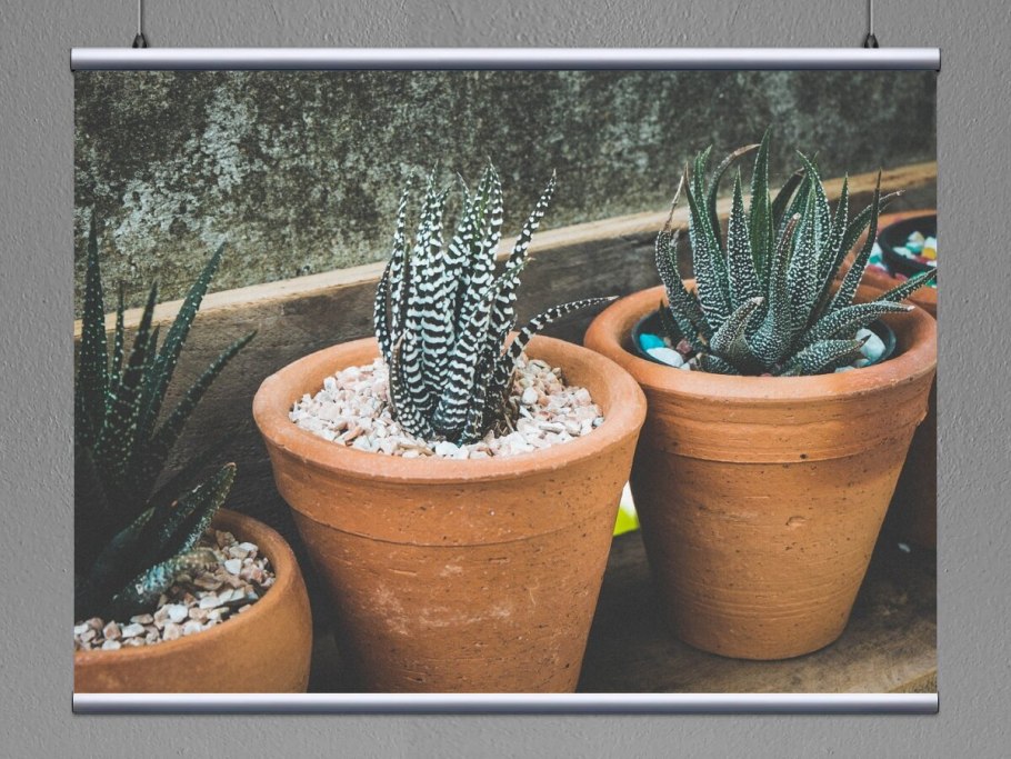 Хавортия Сноу Вайт