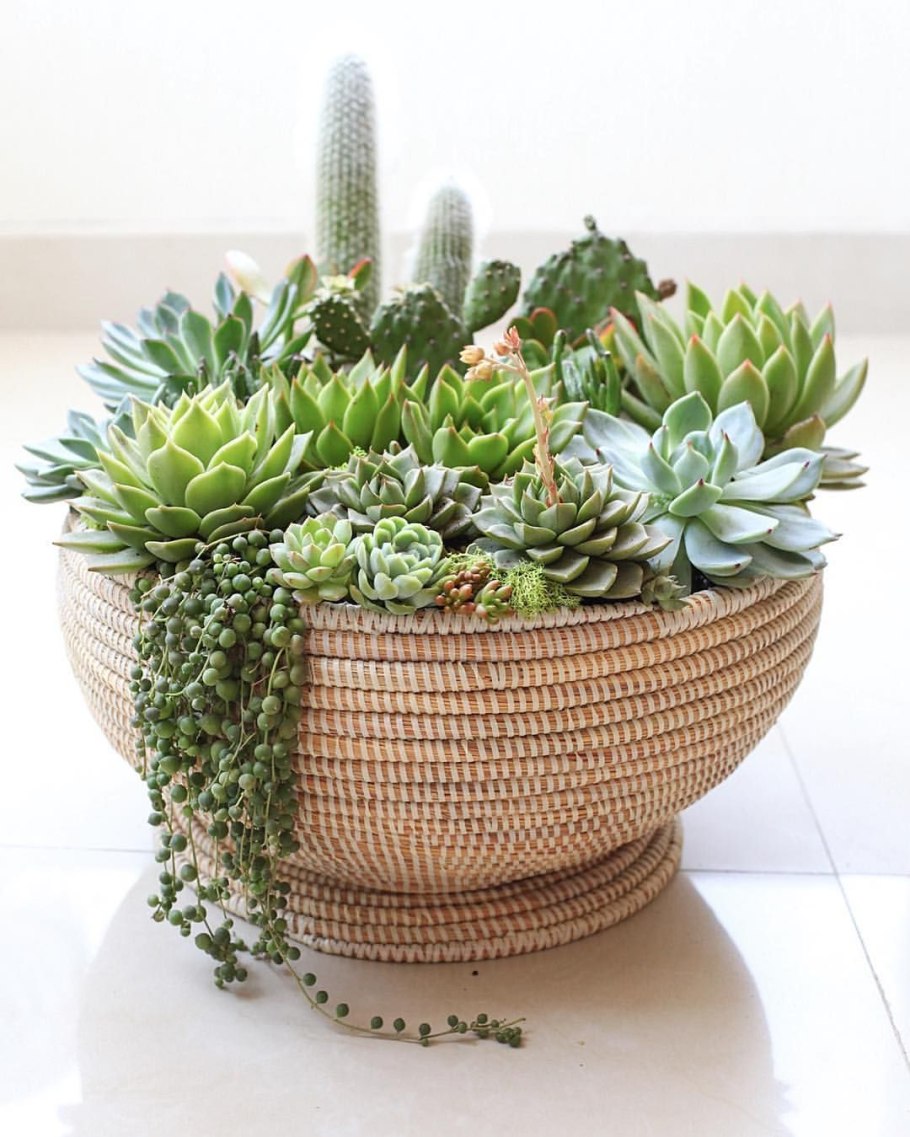 Кактусы и Суккуленты в одном горшке