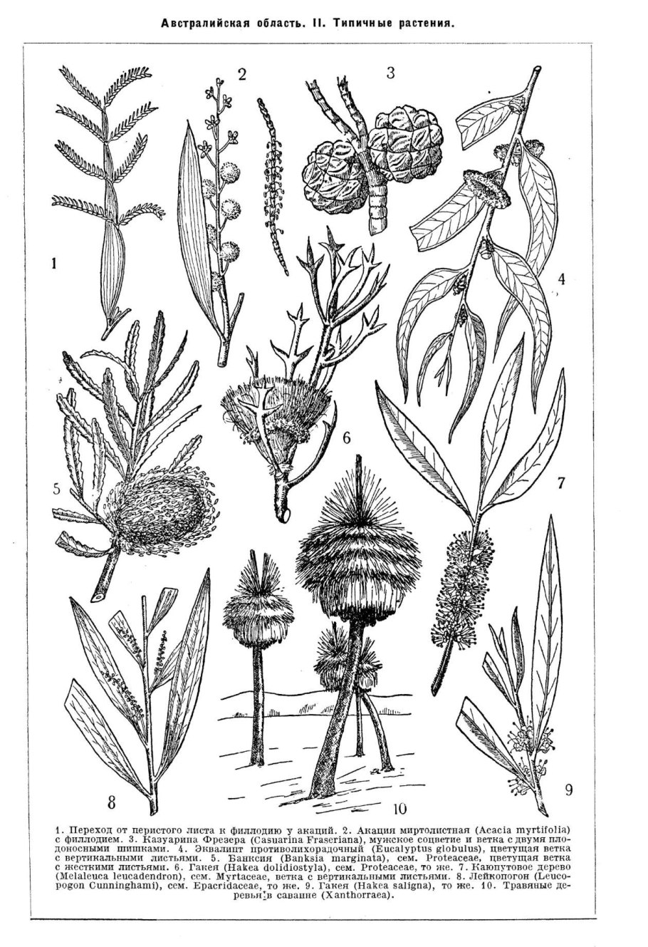 Филлодий метаморфоз