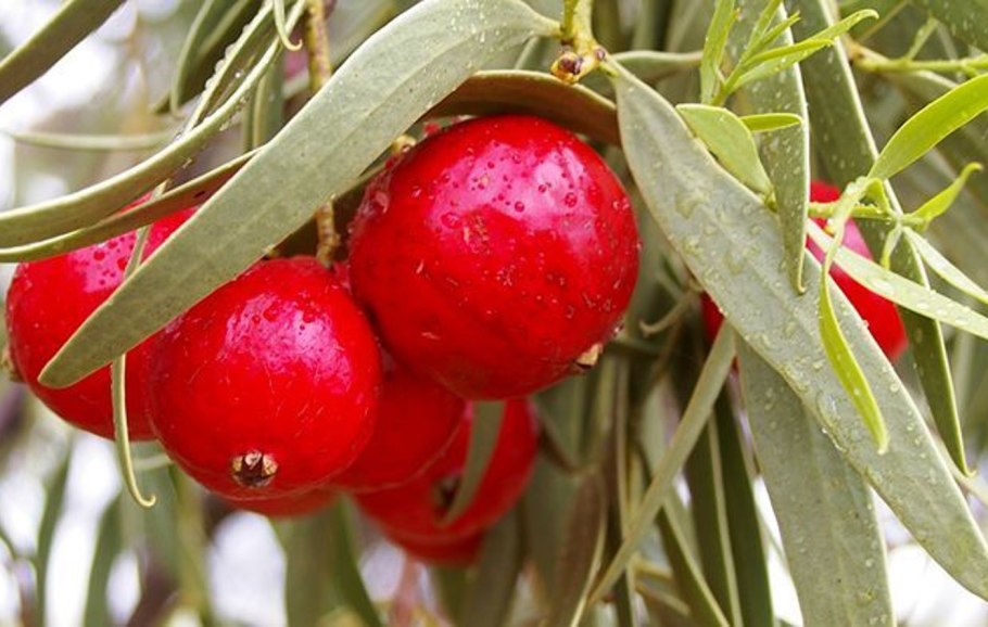 Квандонг фрукт