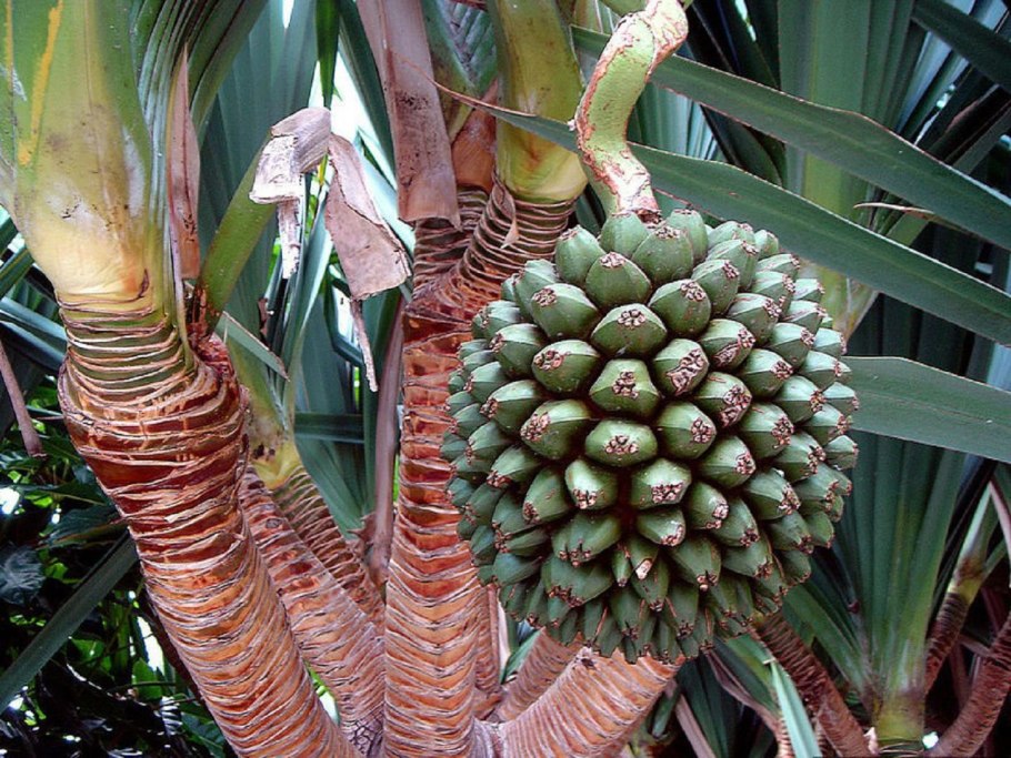 Пандан дерево