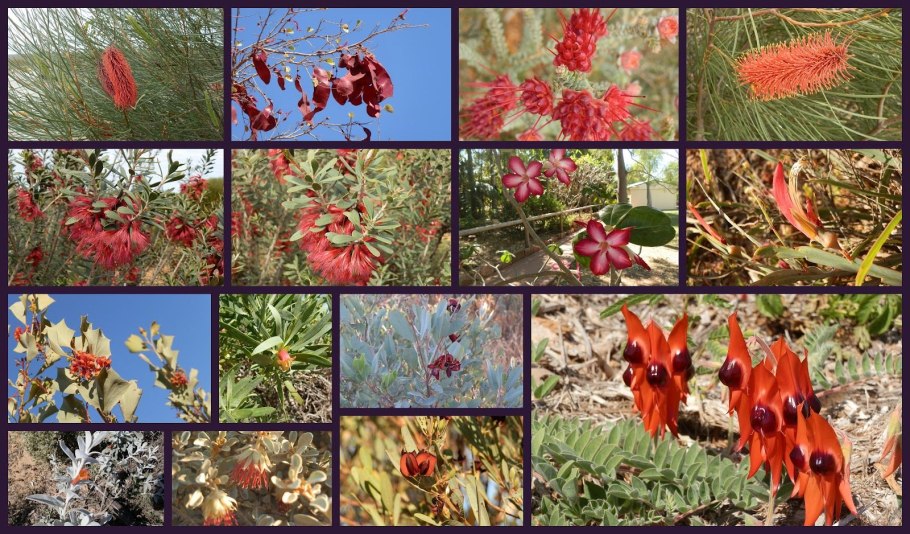 Растения Австралии коллаж