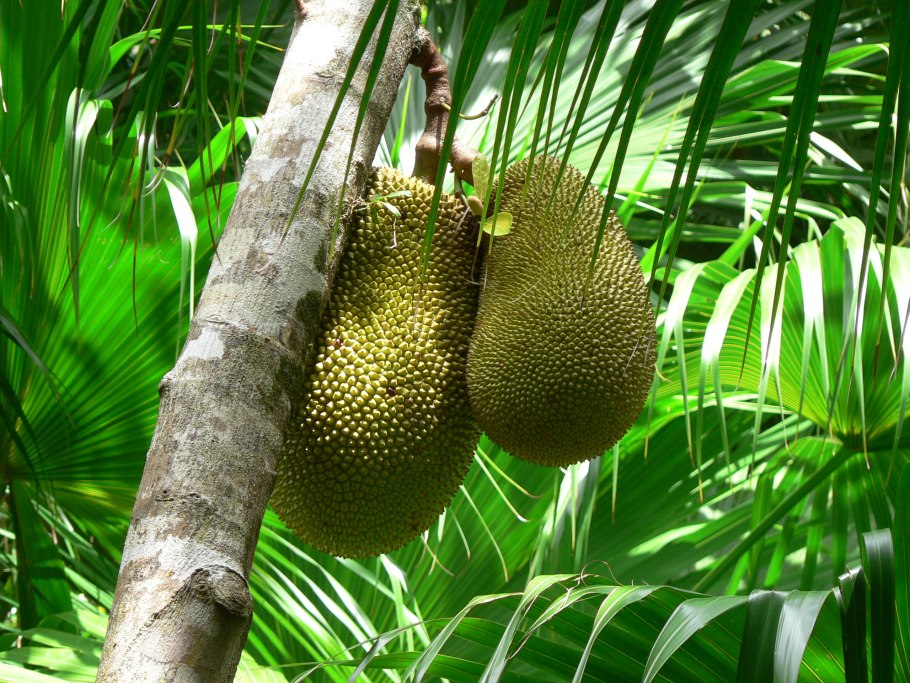 Хлебное дерево новая Гвинея