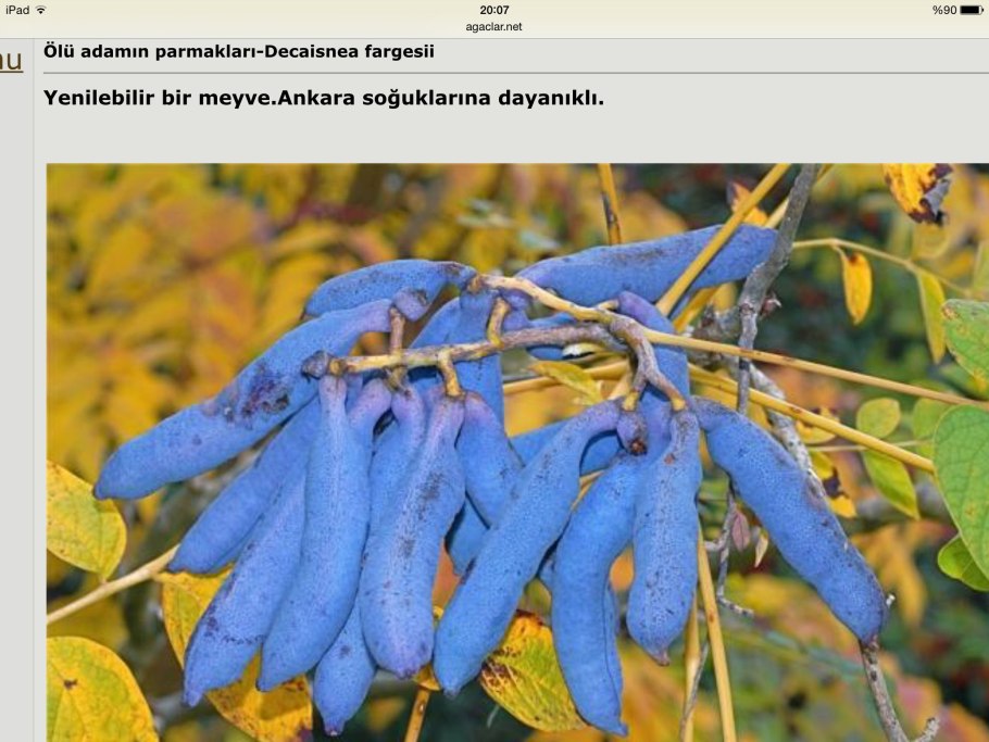 Decaisnea fargesii (Декенея)