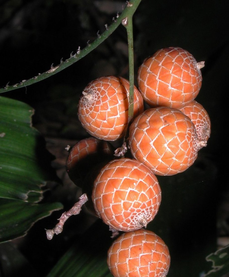 Каламус фрукт