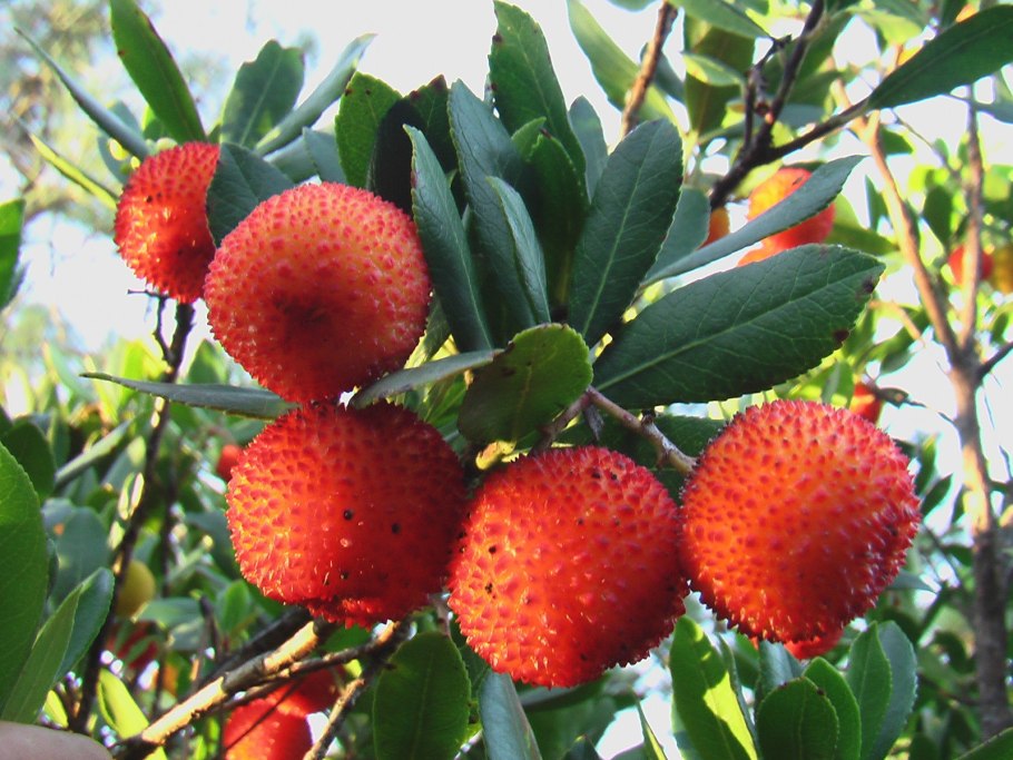 Арбутус Земляничное дерево