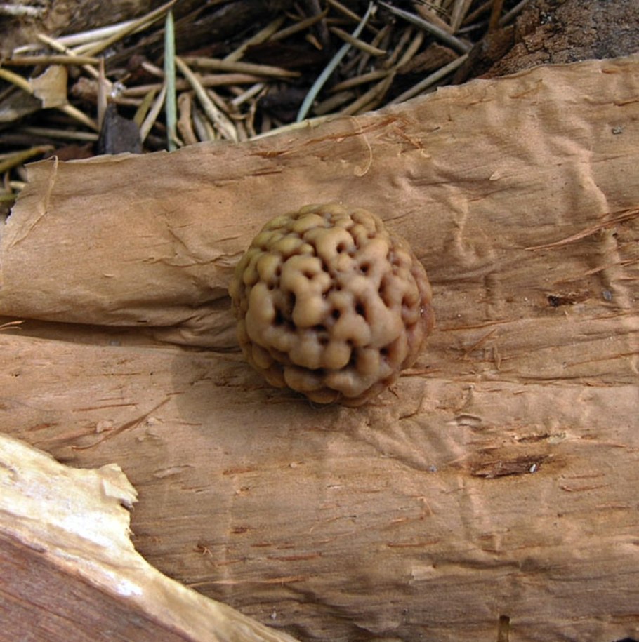 Квандонг косточка