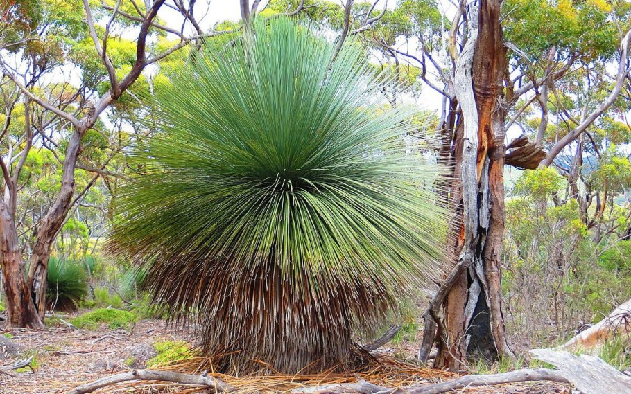 Травяное дерево ксанторрея