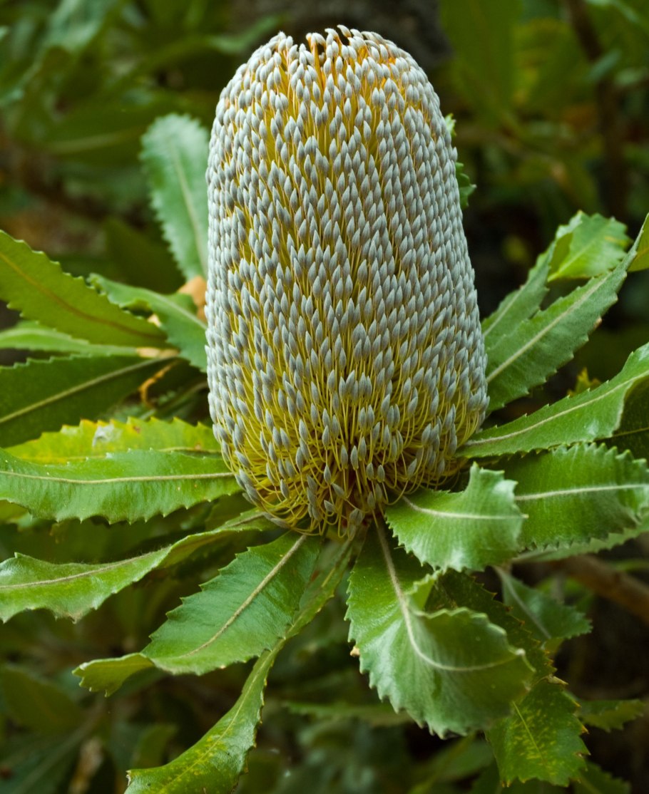 Банксия (Banksia)