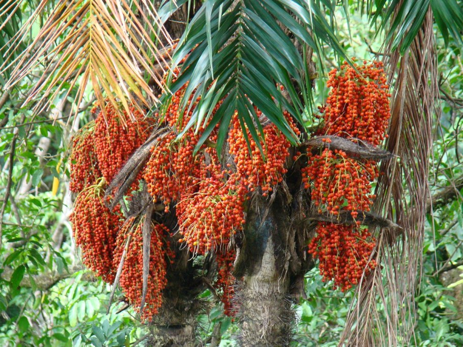 Bactris gasipaes