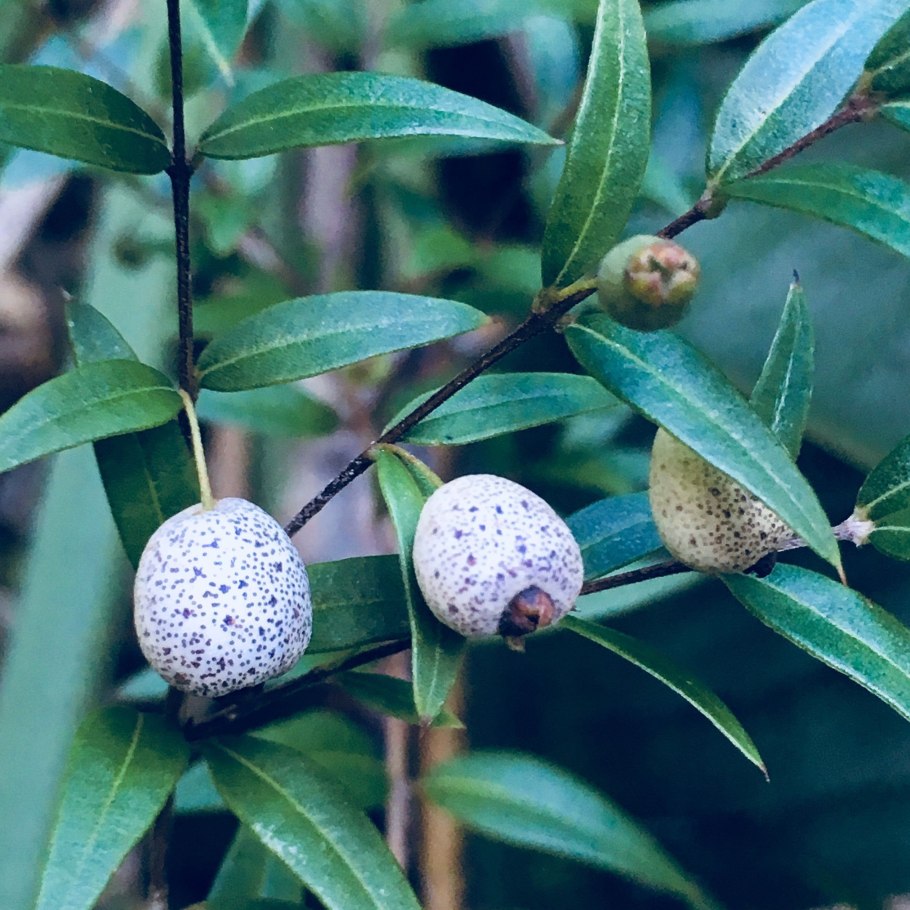 Мирт австромиртус