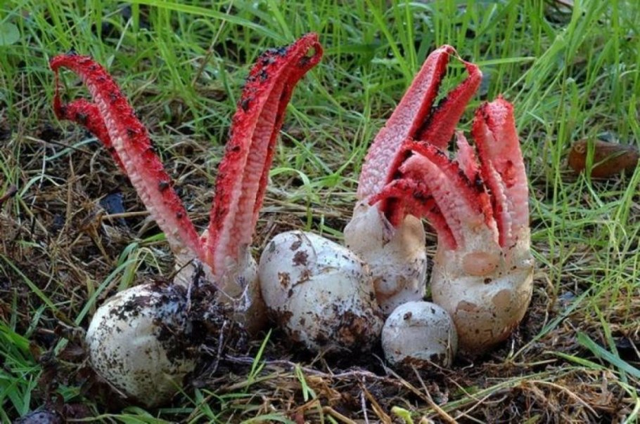 Цветохвостник Арчера (Clathrus archeri)