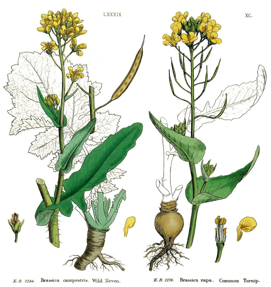 Капуста Полевая (Brassica Campestris)
