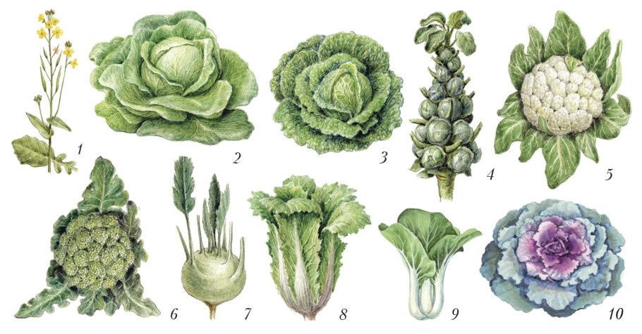 Полукустарники крестоцветные