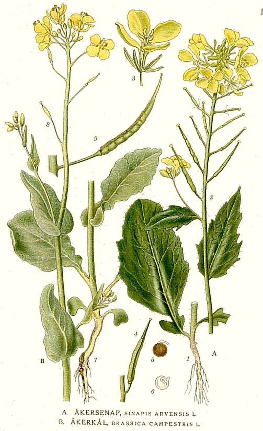 Горчица сарептская (Brassica juncea l.)