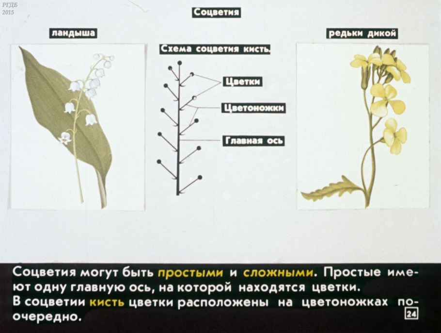 Желтушник серый (левкойный
