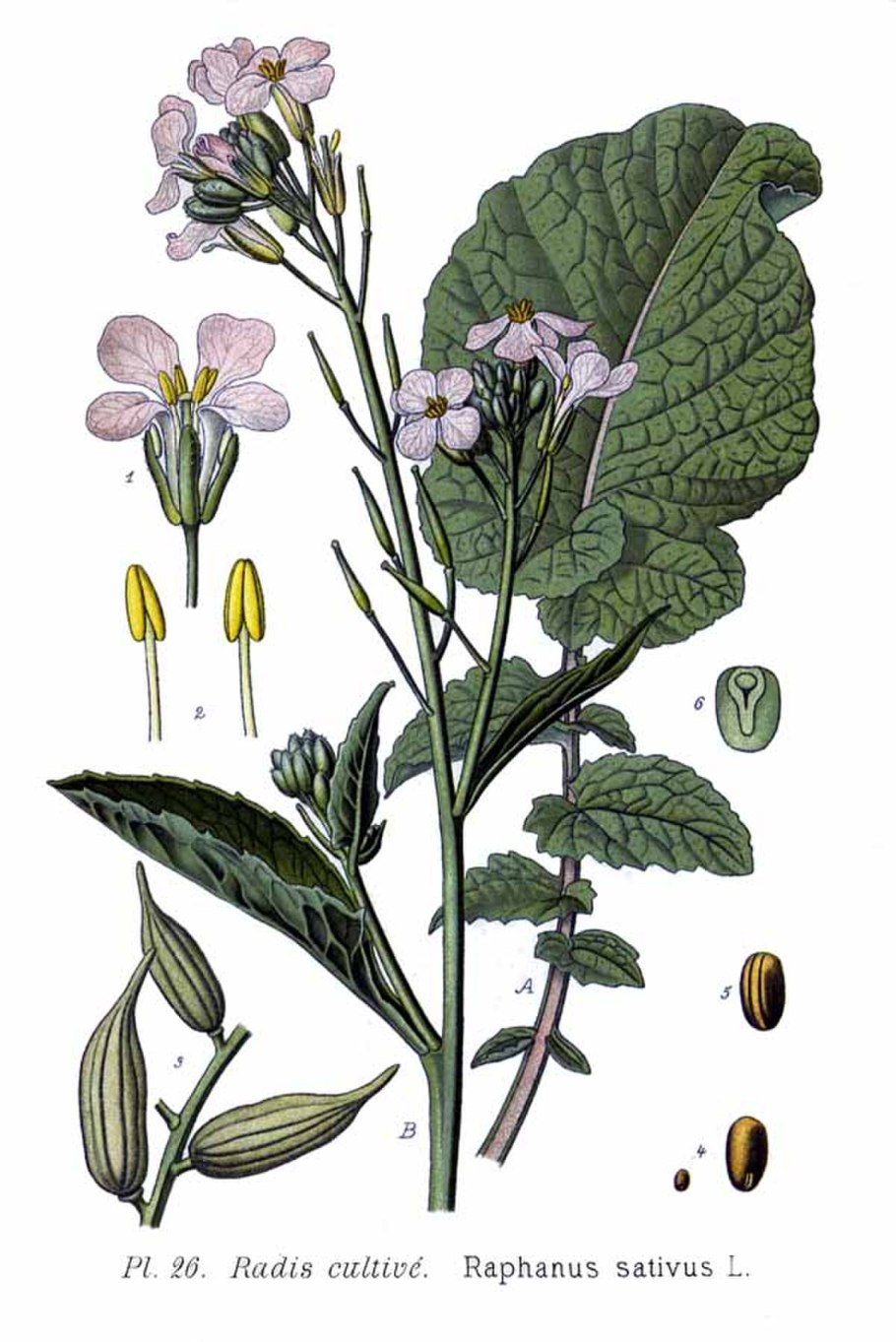 Лунник оживающий