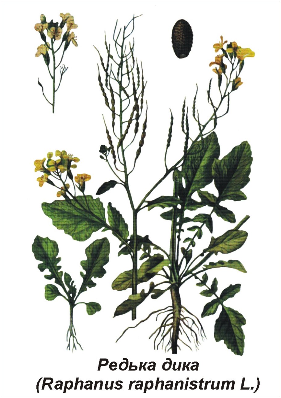 Съедобные крестоцветные дикоросы