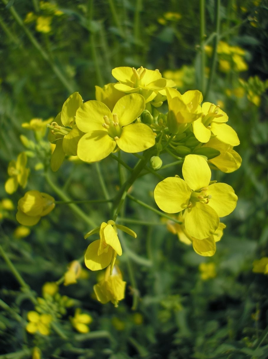 Горчица Полевая сурепка