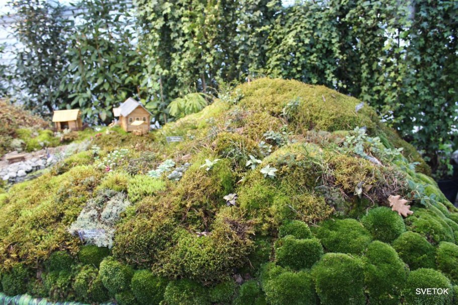 В Аптекарском. Мхи, лишайники