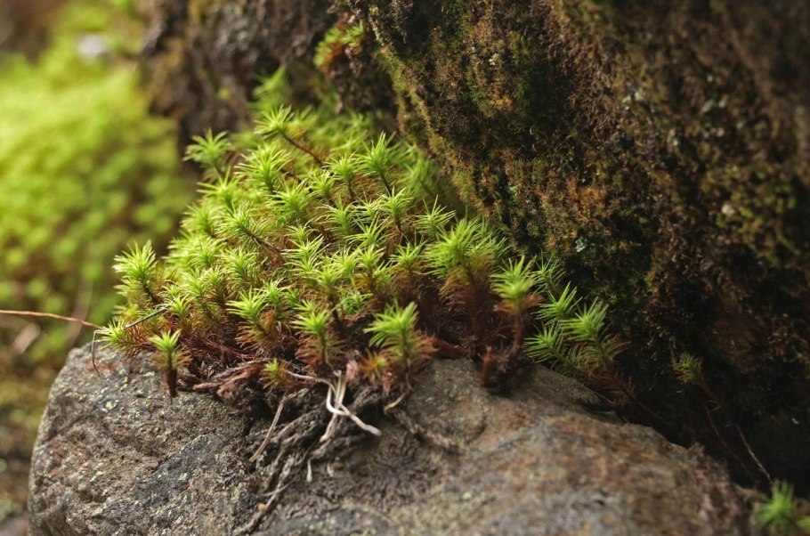 Байкальский заповедник хвощ
