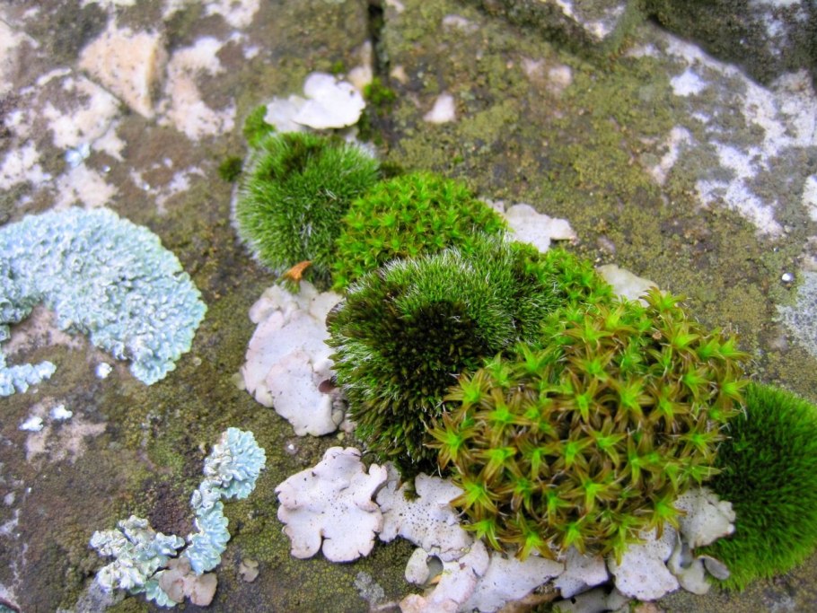 Ягель Северной Америки