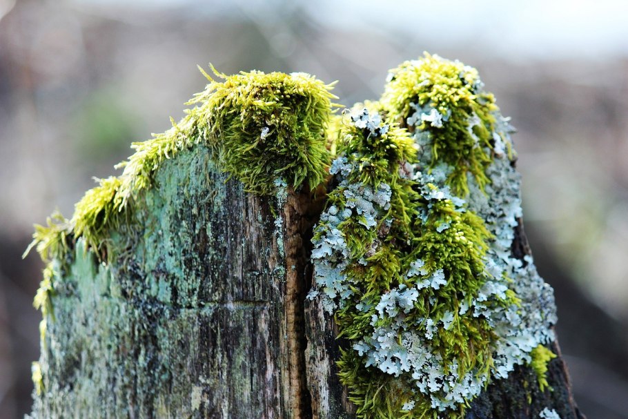 Ржавчина растения и мох