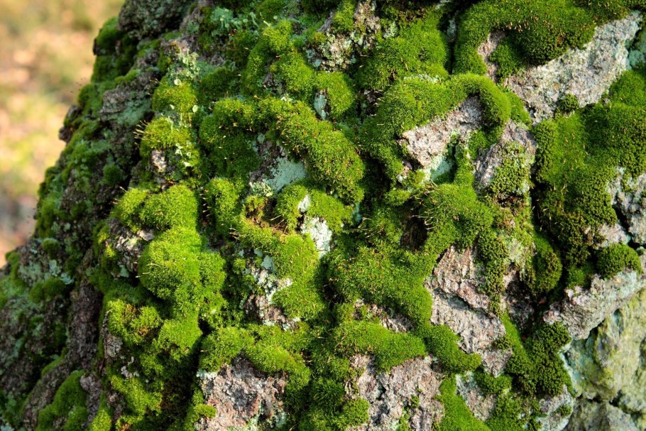 МОЧАЖНЫЙ мох