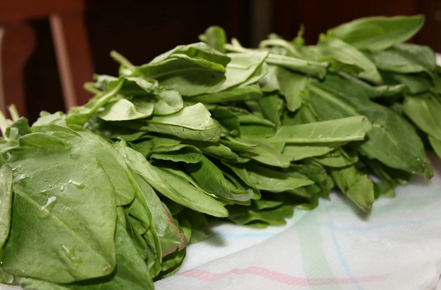 Щавель зеленый