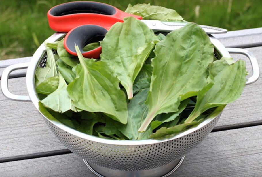 Лебеда подорожник