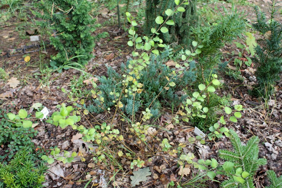 Гренландский национальный карликовая береза