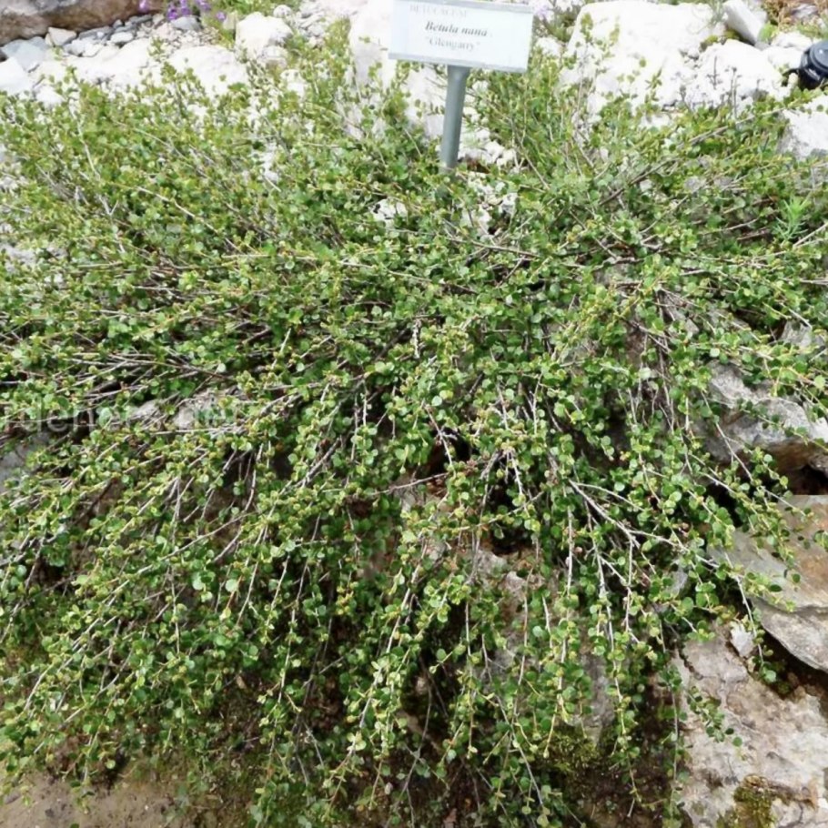 Берёза карликовая Голден Дрим