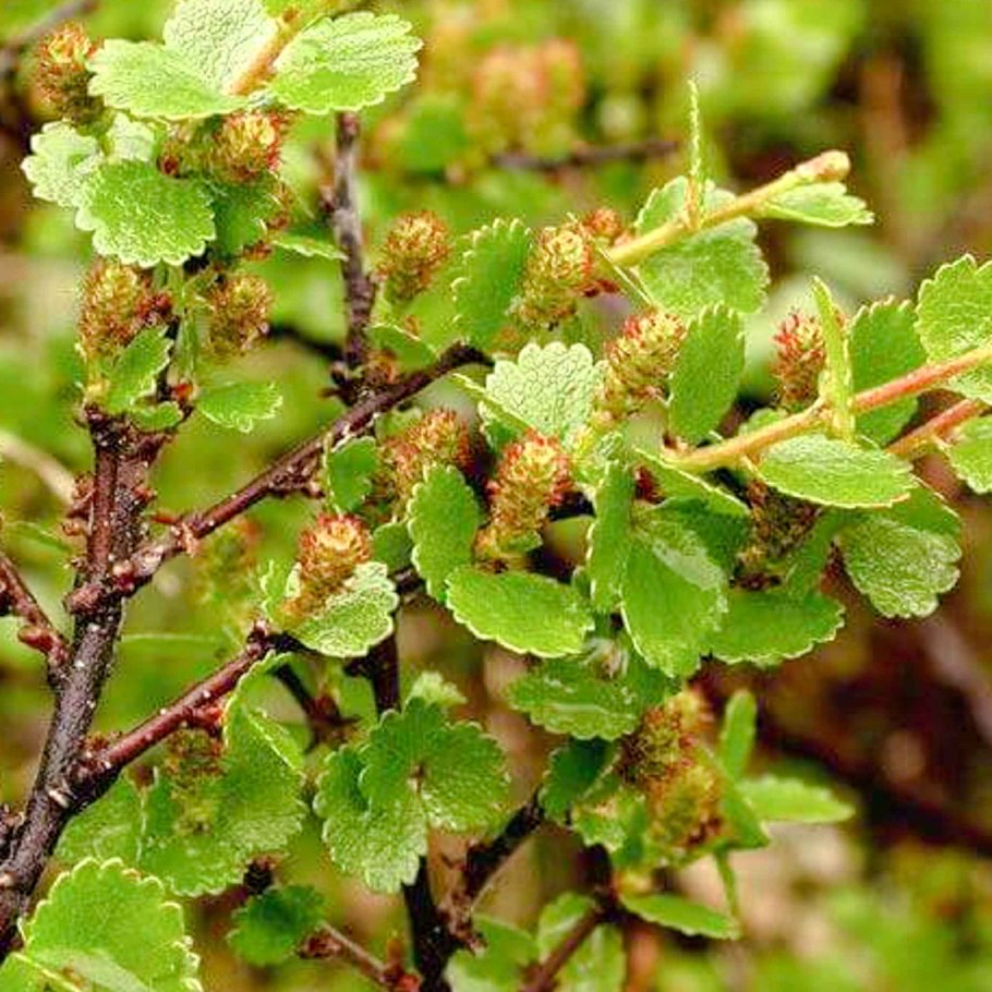 Береза карликовая Bétula Nána