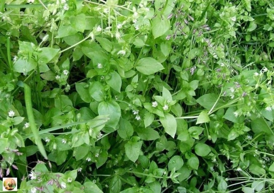 Трава звездчатка мокрица