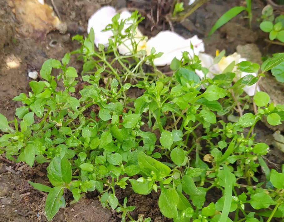 Мокрица сорняк огородный