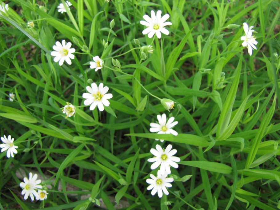 Звездчатка ланцетолистная